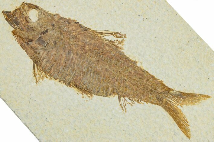 Detailed Fossil Fish (Knightia) - Wyoming #227436